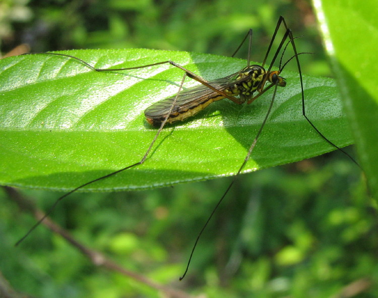 Tipula
